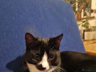 Mixed Breed cats Tuxedo Tom Boy! - Advert 3