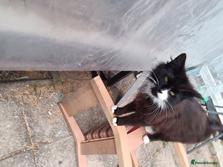 British Shorthair cats - Advert 29