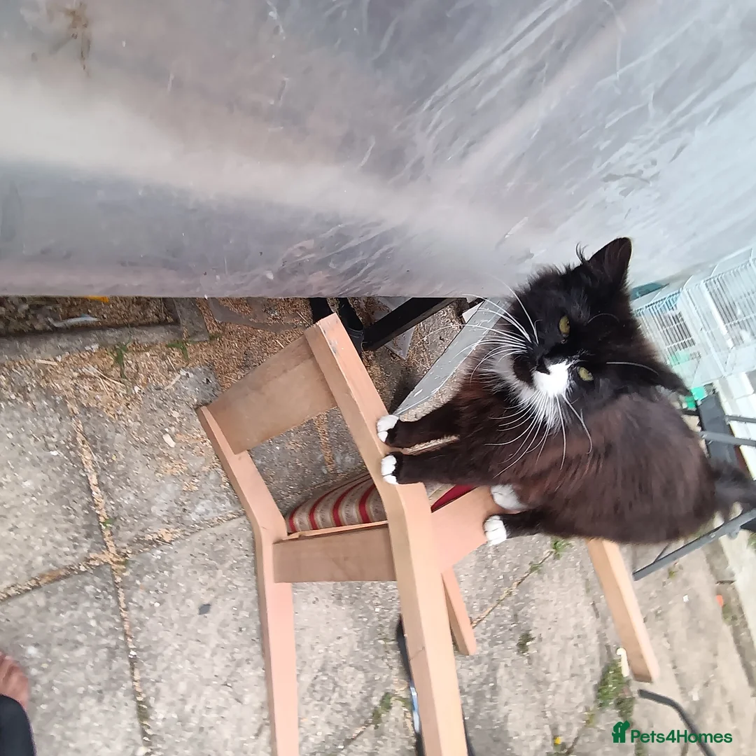 British Shorthair cats for sale:  Cute kittens for sale for £75 - Advert 1