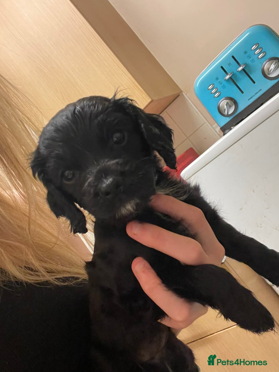 Cockapoo dogs for sale: 2 black stunning girls cockerpoos - Advert 1