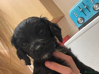 Cockapoo dogs 2 black stunning girls cockerpoos - Advert 1