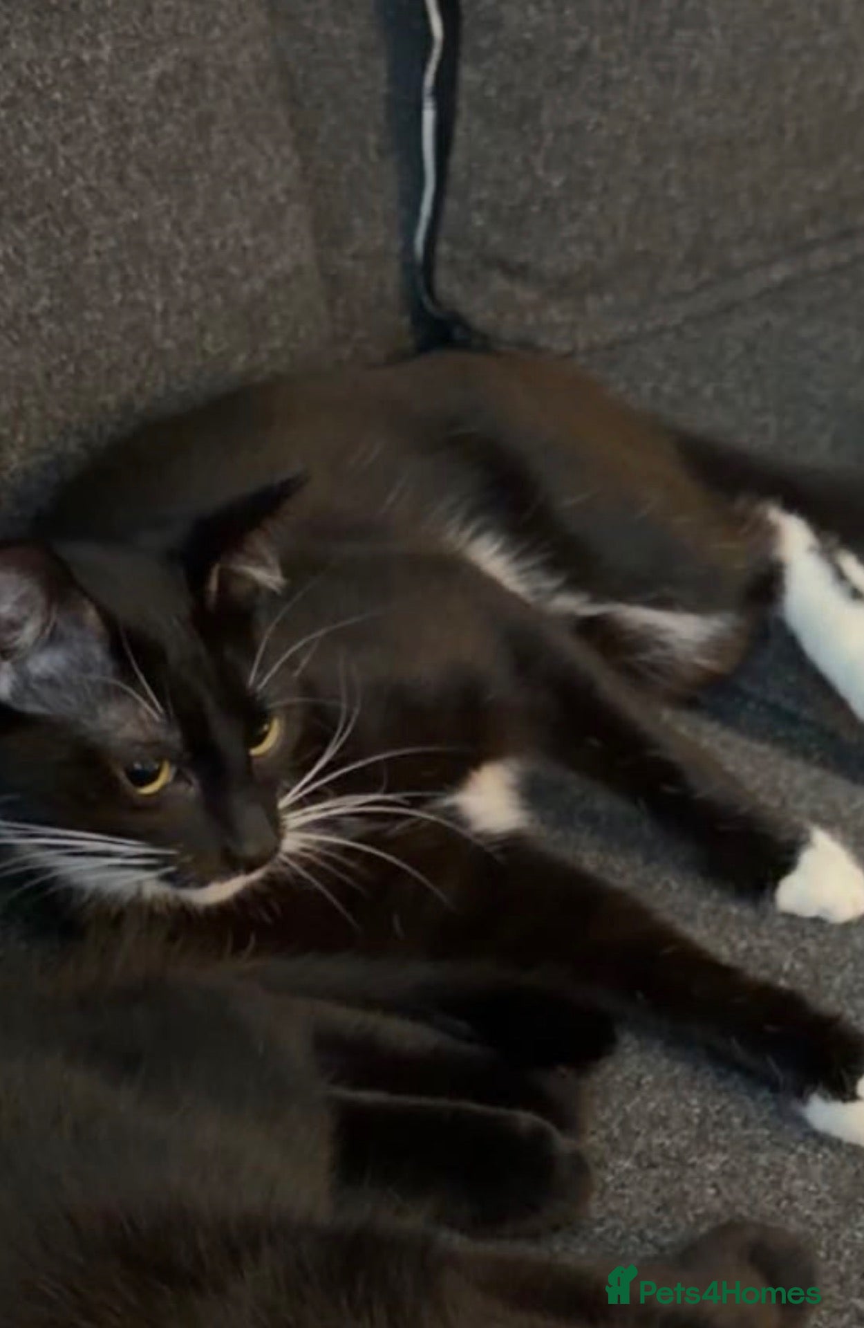 Mixed Breed cats Sadie  - Advert 1