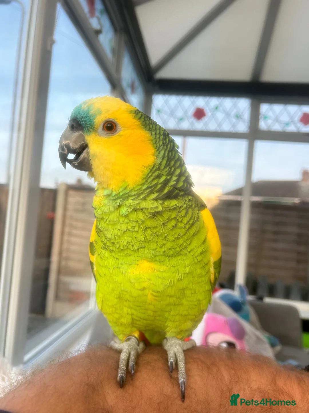 Parrots birds for sale: Amazon blue front in Stockton-on-Tees - Advert 1