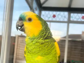 Parrots birds Amazon blue front - Advert 1