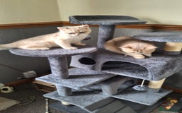 British Shorthair cats for sale: Little funny adorable girl  - Image 21