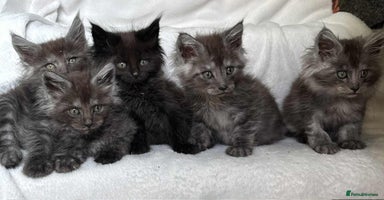 Maine Coon cats - Advert 6