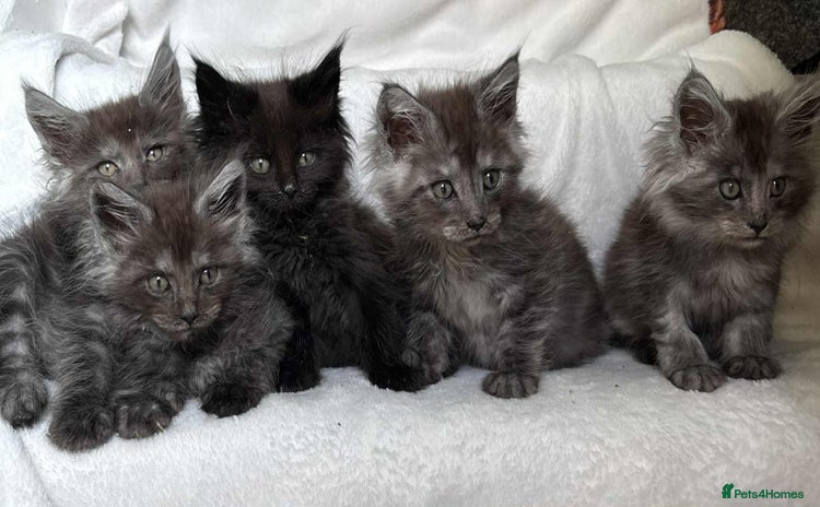Maine Coon cats - Advert 5