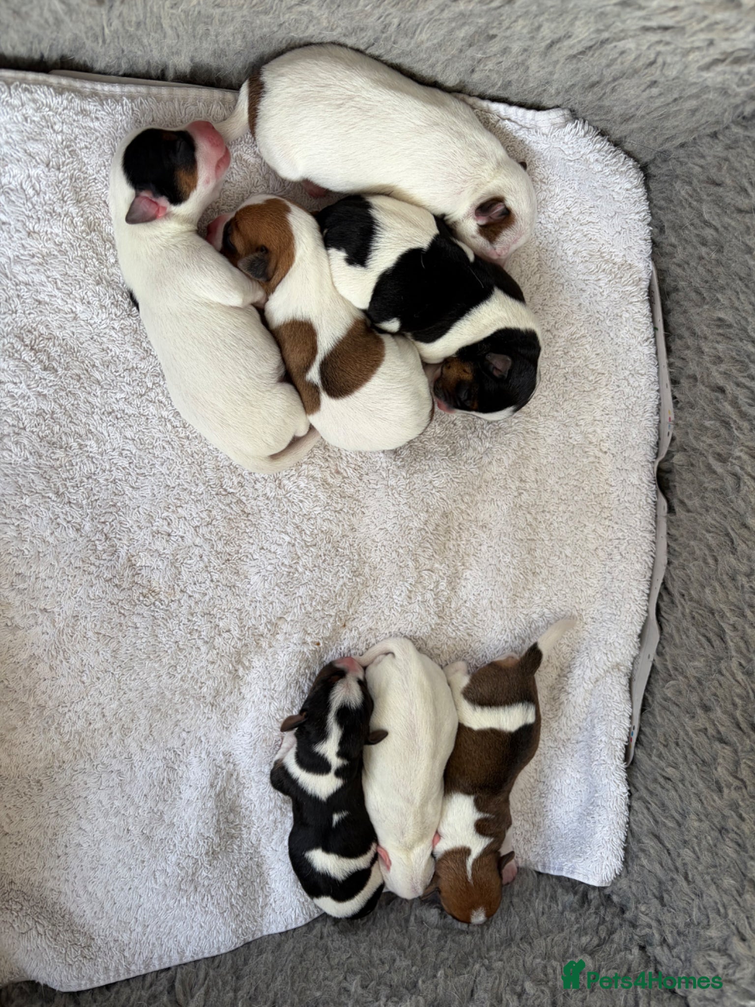 Jack Russell dogs Beautiful litter of 7 amazing Jack Russel puppies - Advert 2