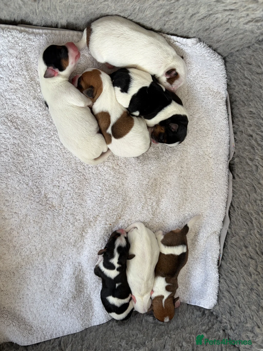 Jack Russell dogs for sale: Beautiful litter of 7 amazing Jack Russel puppies - Advert 2