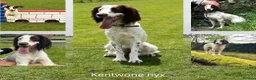 English Springer Spaniel dogs for sale: Kc registered working English springer spaniels  - Advert 8