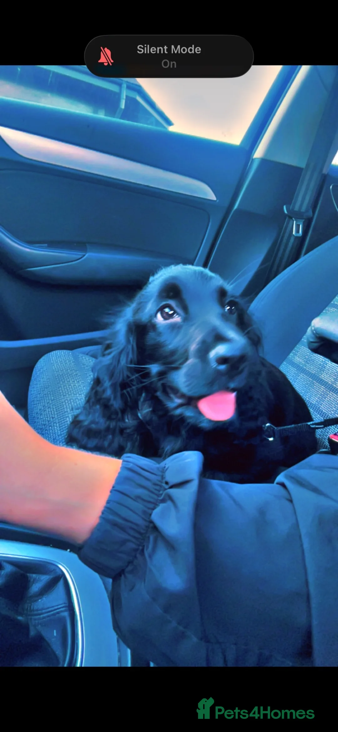 Cocker Spaniel dogs for sale: 8month old cocker spaniel in Sheffield - Advert 2