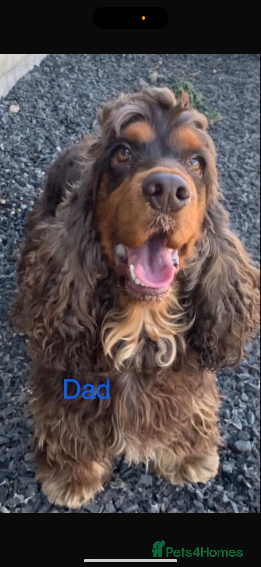 Cocker Spaniel dogs for sale: Beautiful chunky true to type showtype spaniels🐶 - Advert 9