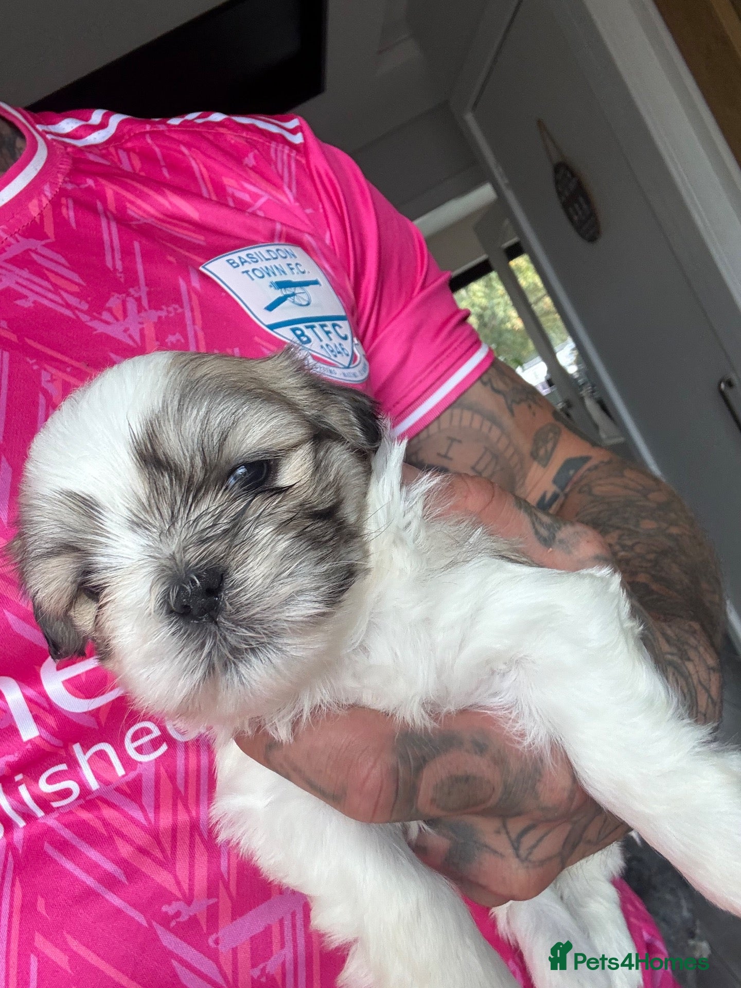 Lhasa Apso dogs *JUST 2 BEAUTIFUL GIRLS LEFT* - Advert 1