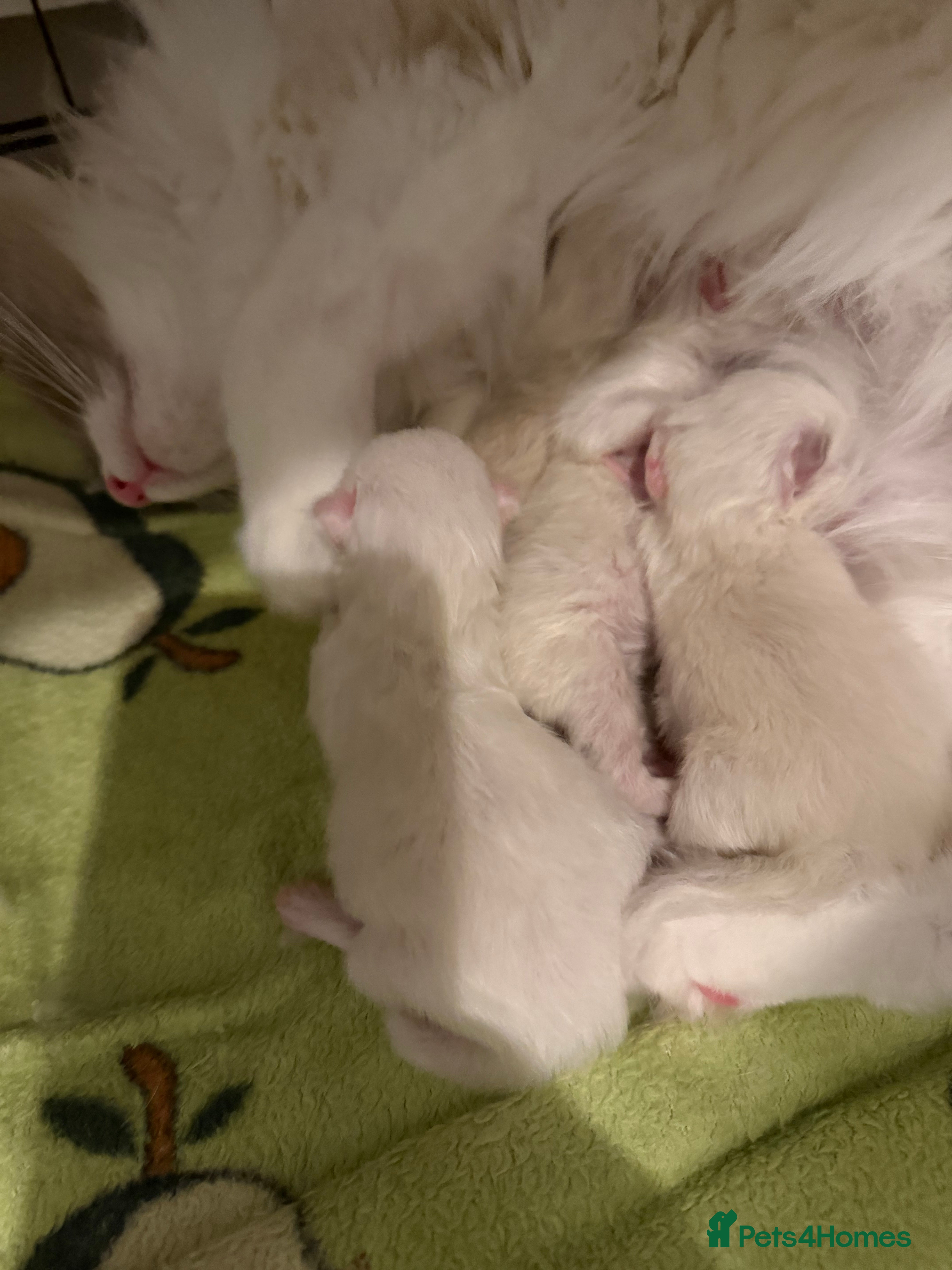 Ragdoll cats GCCF RAGDOLL KITTENS  - Advert 2