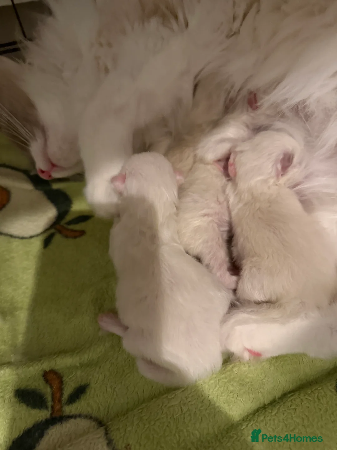 Ragdoll cats for sale: GCCF RAGDOLL KITTENS  - Advert 2