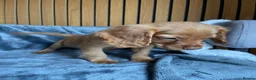 Cocker Spaniel dogs for sale: KC reg Working cockers - Outstanding pedigree - Advert 11