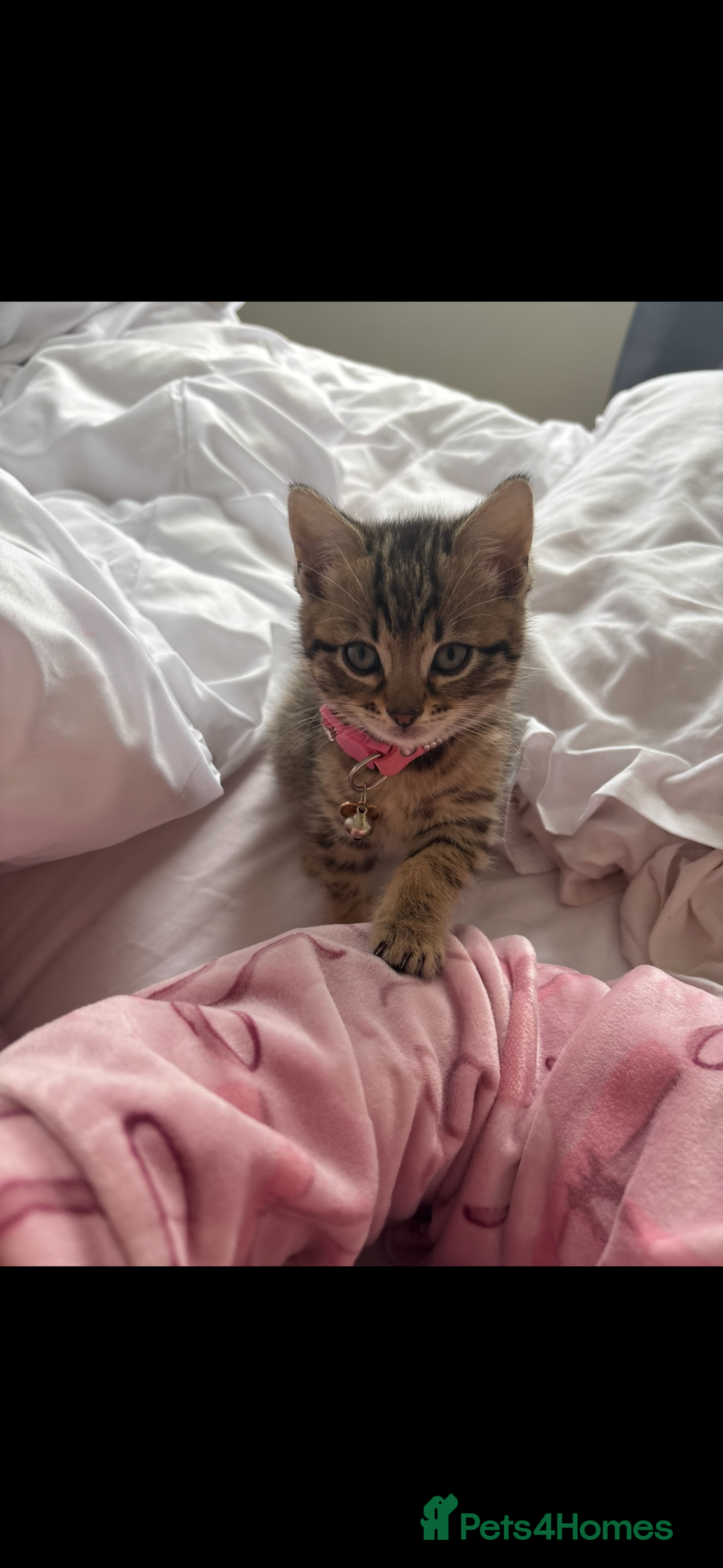 Bengal cats for sale: Female kitten called Luna  - Advert 2