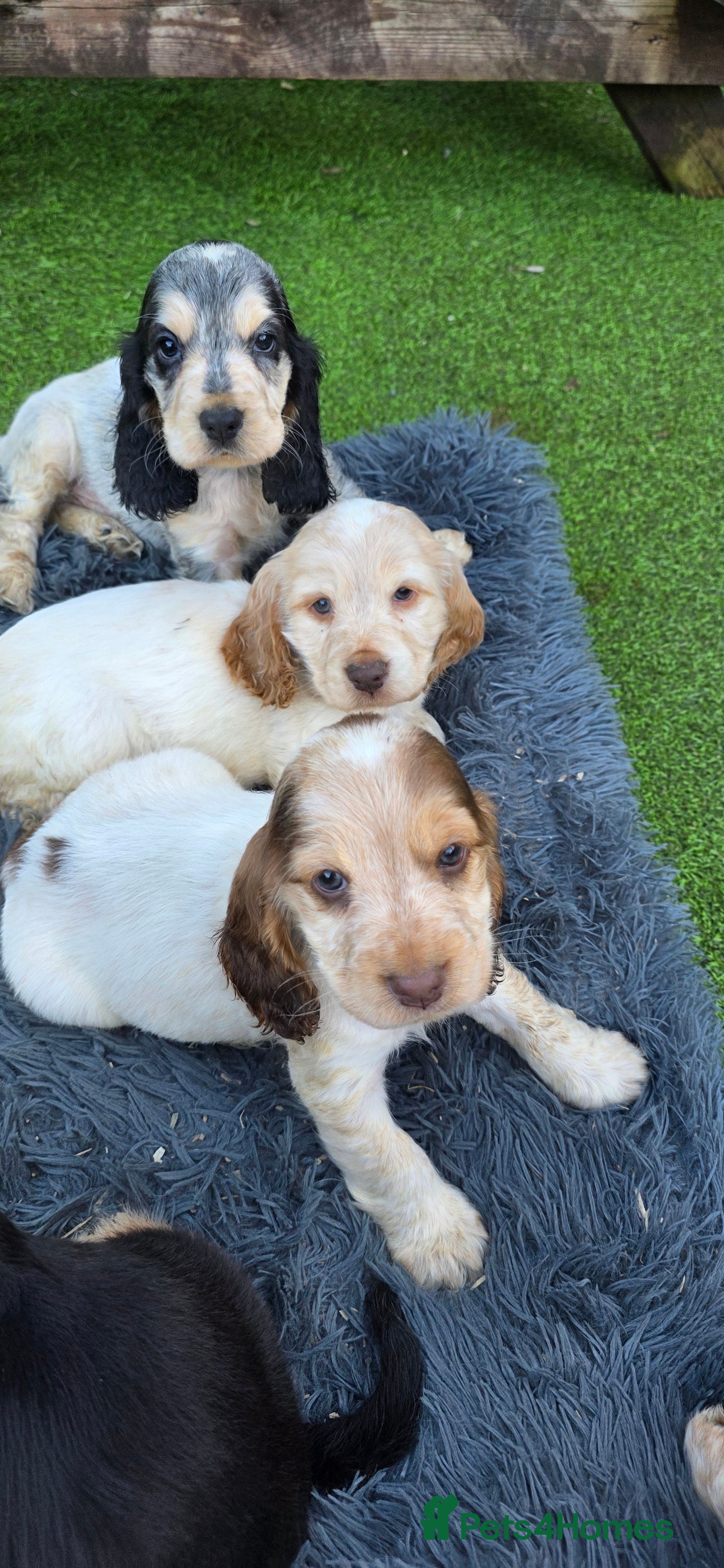 Cocker Spaniel dogs Show cocker spaniel puppies  - Advert 1
