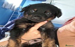 Mixed Breed dogs for sale: Rottie/German shepherd/Belgian malinonis - Image 8