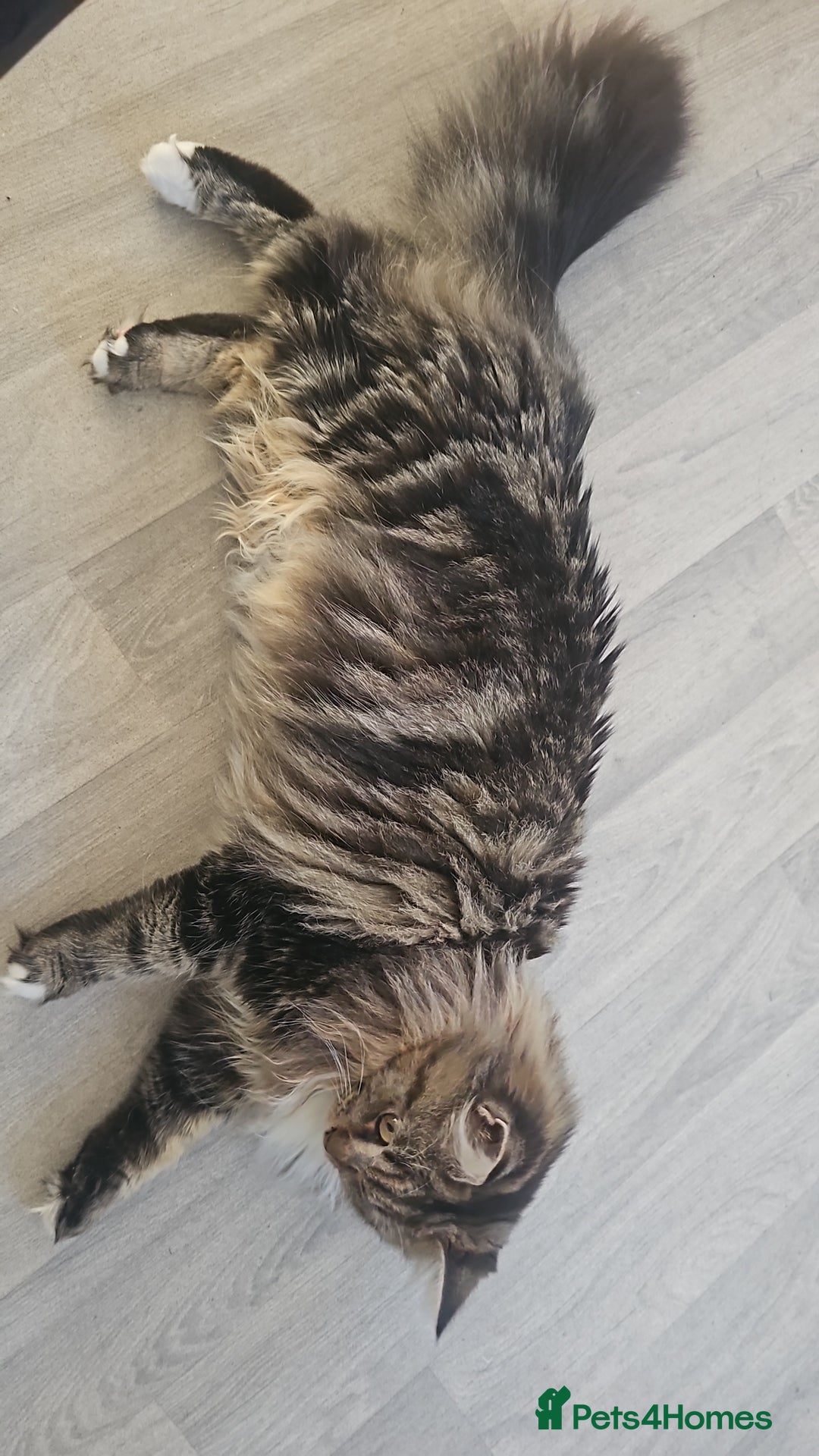 Maine Coon cats for sale: Maine Coon  - Advert 13