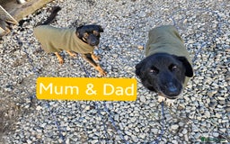 Mixed Breed dogs for sale: Girl TRI- due to unforseen circumstances - Image 7