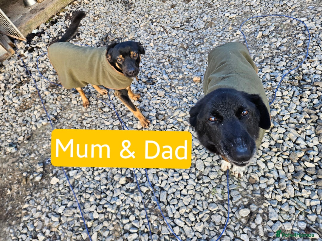 Mixed Breed dogs for sale: Girl TRI- due to unforseen circumstances - Image 7