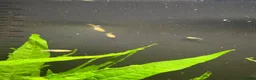 Live Bearers fish for sale: Guppy and Guppy x Endlers in Evesham - Advert 4