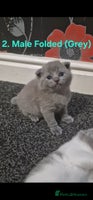 Scottish Fold cats Beautiful Scottish Fold/British Shorthair Kittens! - Advert 3