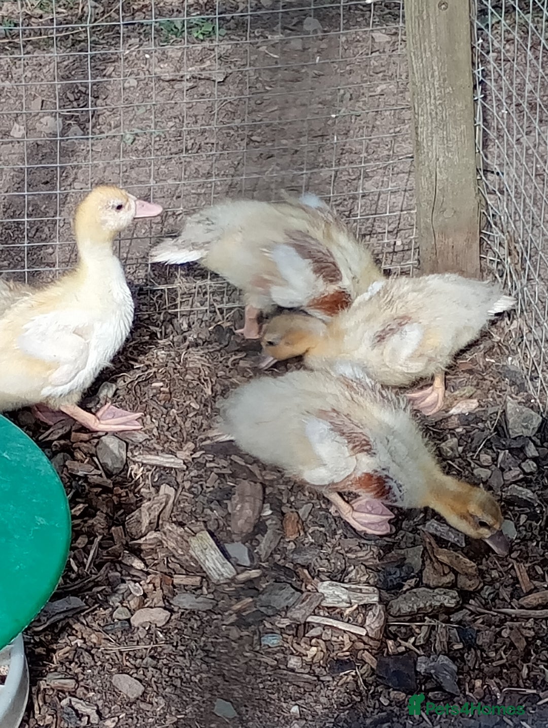 Ducks poultry for sale: Ducklings - Image 6