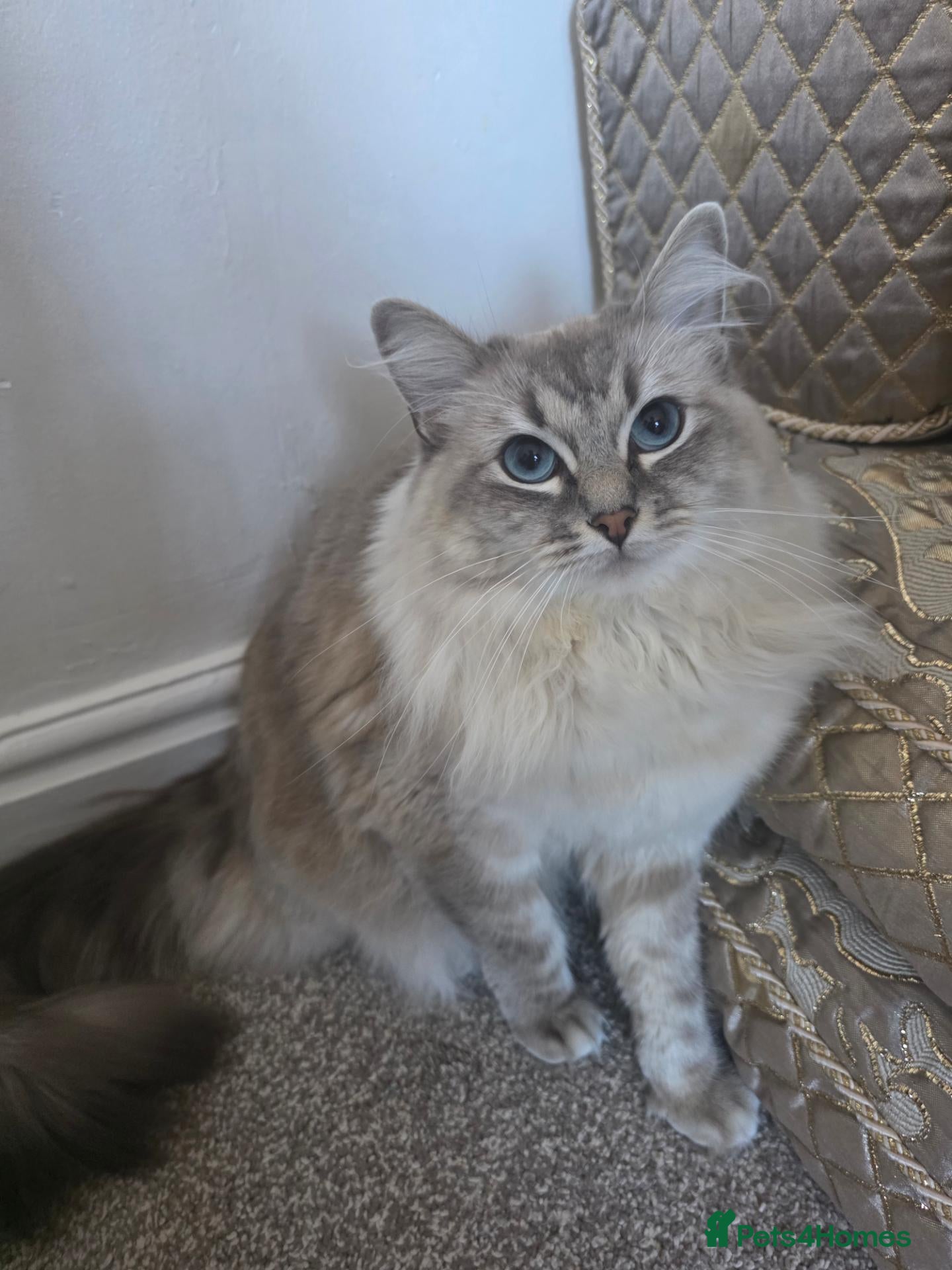 Mixed Breed cats Beautiful cat for sale  - Advert 2