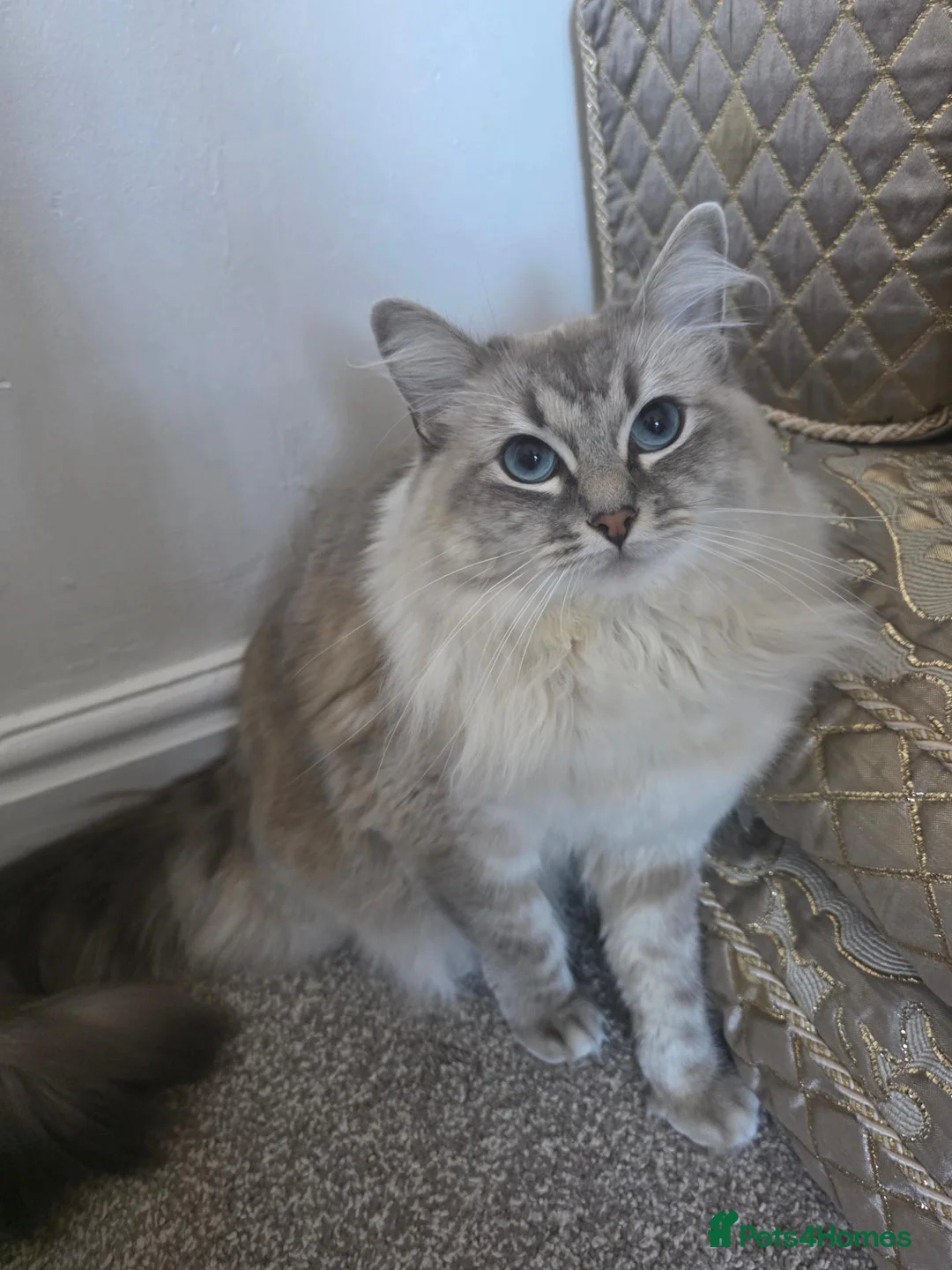 Mixed Breed cats for sale: Beautiful cat for sale  in Manchester - Advert 1