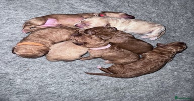 Labradoodle dogs - Advert 1