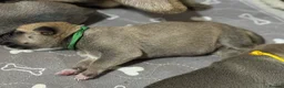 Mixed Breed dogs for sale: German shepherd x American bully puppy’s  - Advert 5