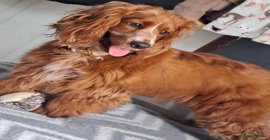 Cockapoo dogs - Advert 2