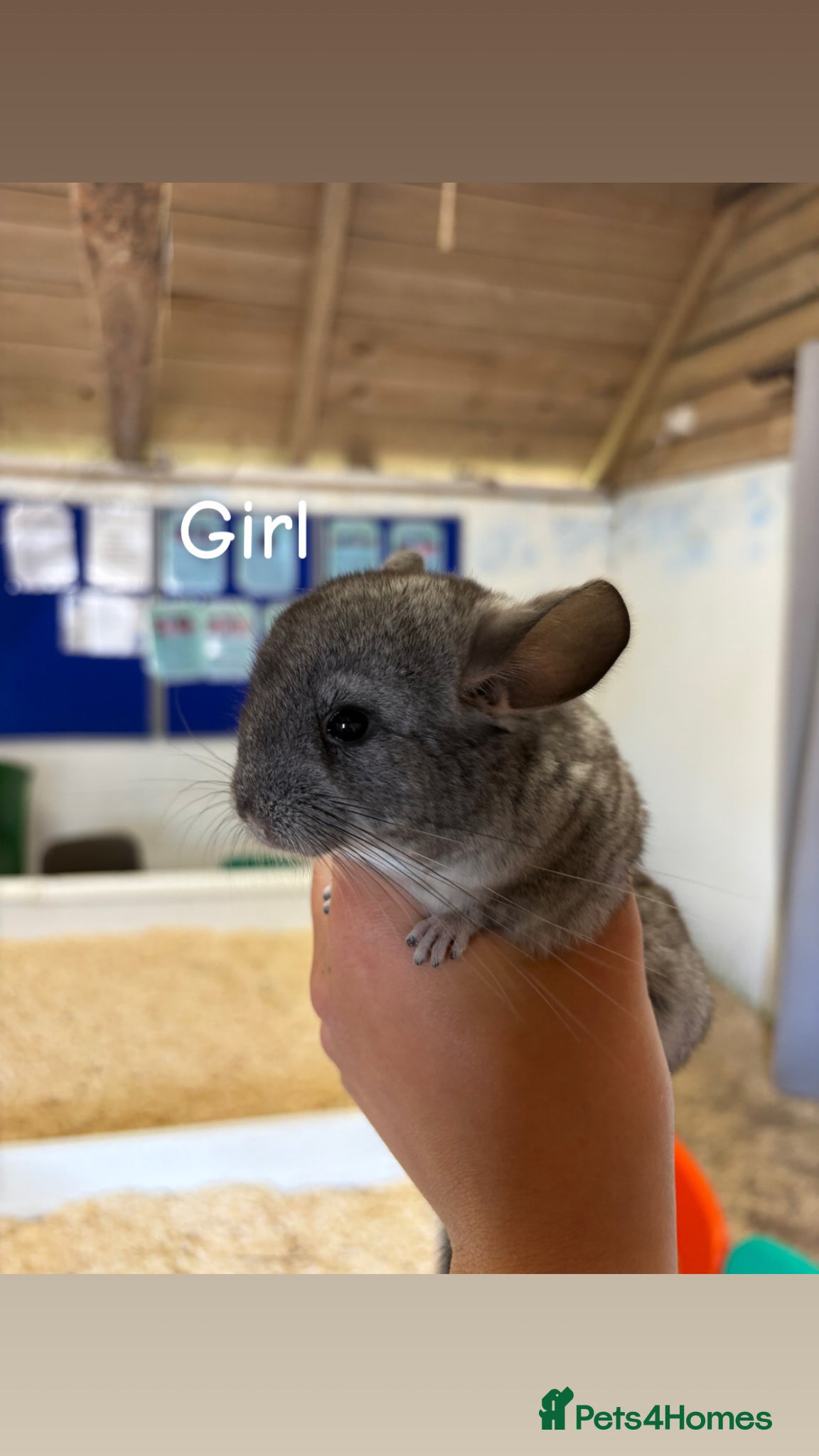 Chinchilla rodents for sale: 3 Gorgeous Tame Baby Chinchillas in Sandy - Advert 2