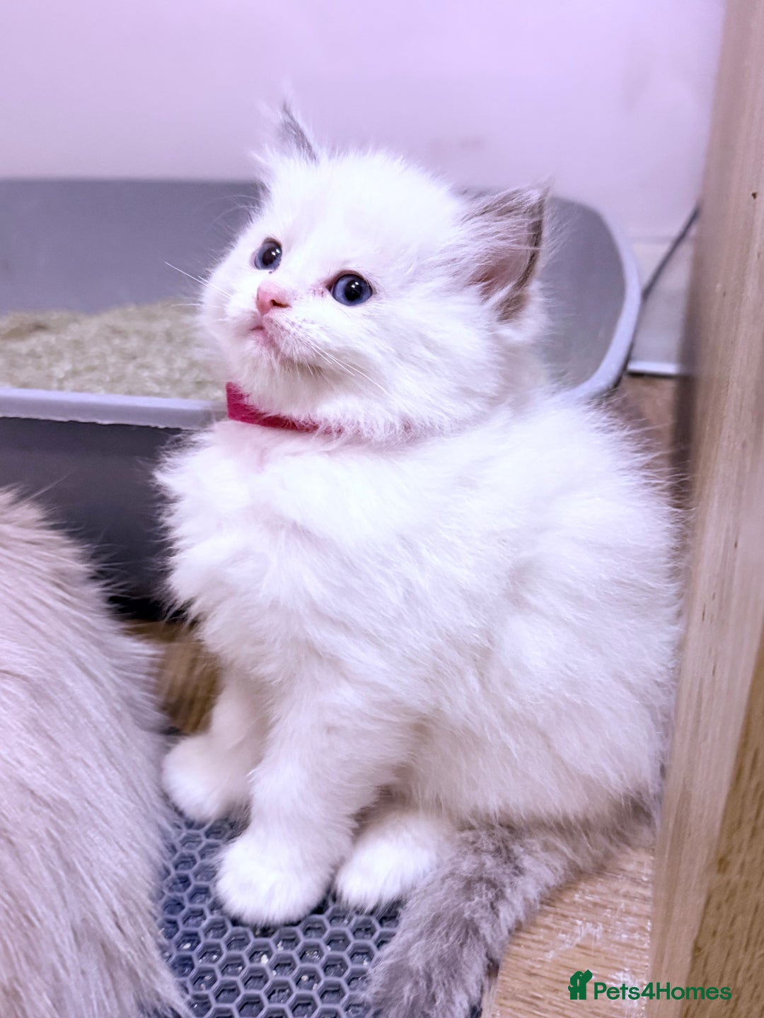 Ragdoll cats for sale: 💕🏅GCCF reg. Champ blood Beautiful Ragdolls 🏅💕 - Advert 5