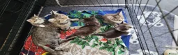 Mixed Breed cats for sale: 4 kittens *3boys* *1girl* available Sept  - Advert 13