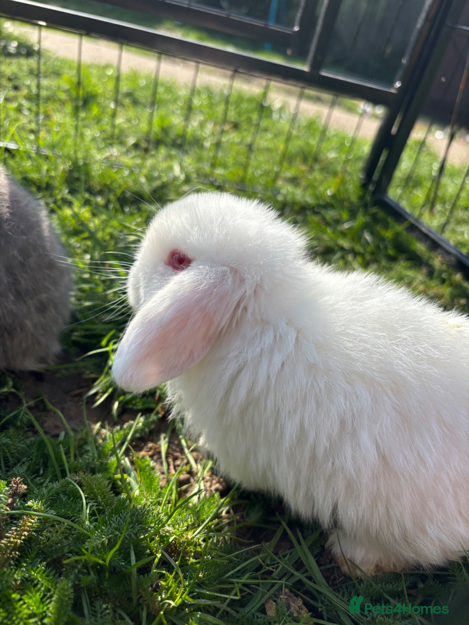 Mini Lop rabbits Mini lops ready to go now!! Last boy left  - Advert 10