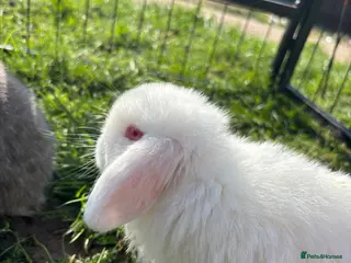 Mini Lop rabbits Mini lops ready to go now!! Last boy left - Advert 10