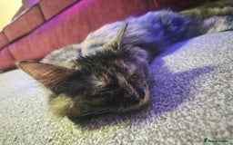 Mixed Breed cats for sale: Free trained kittens - Image 6