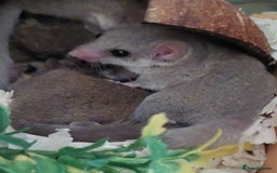 Mouse rodents for sale: African pygmy dormice - Image 2