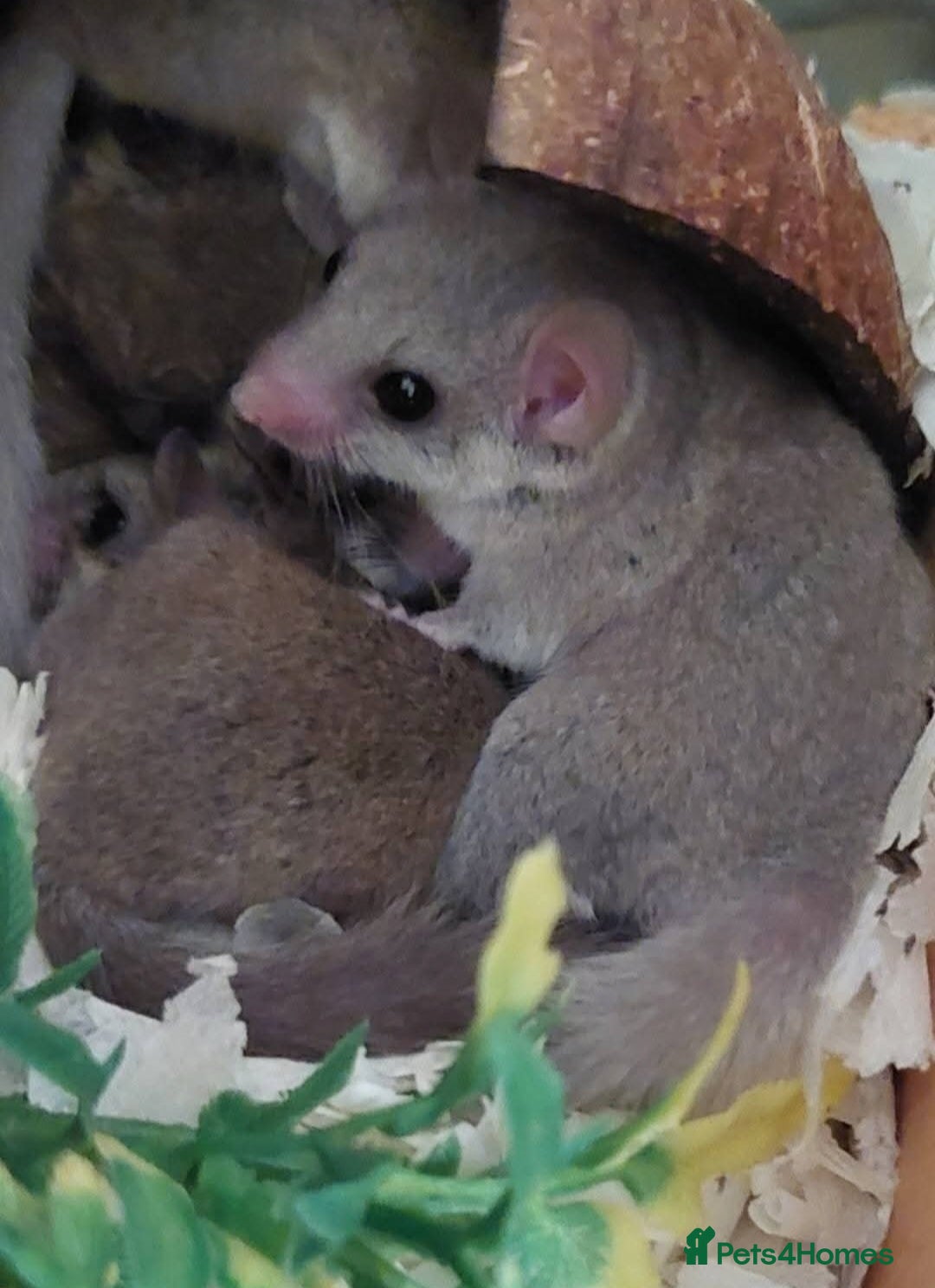 Mouse rodents for sale: African pygmy dormice - Image 2