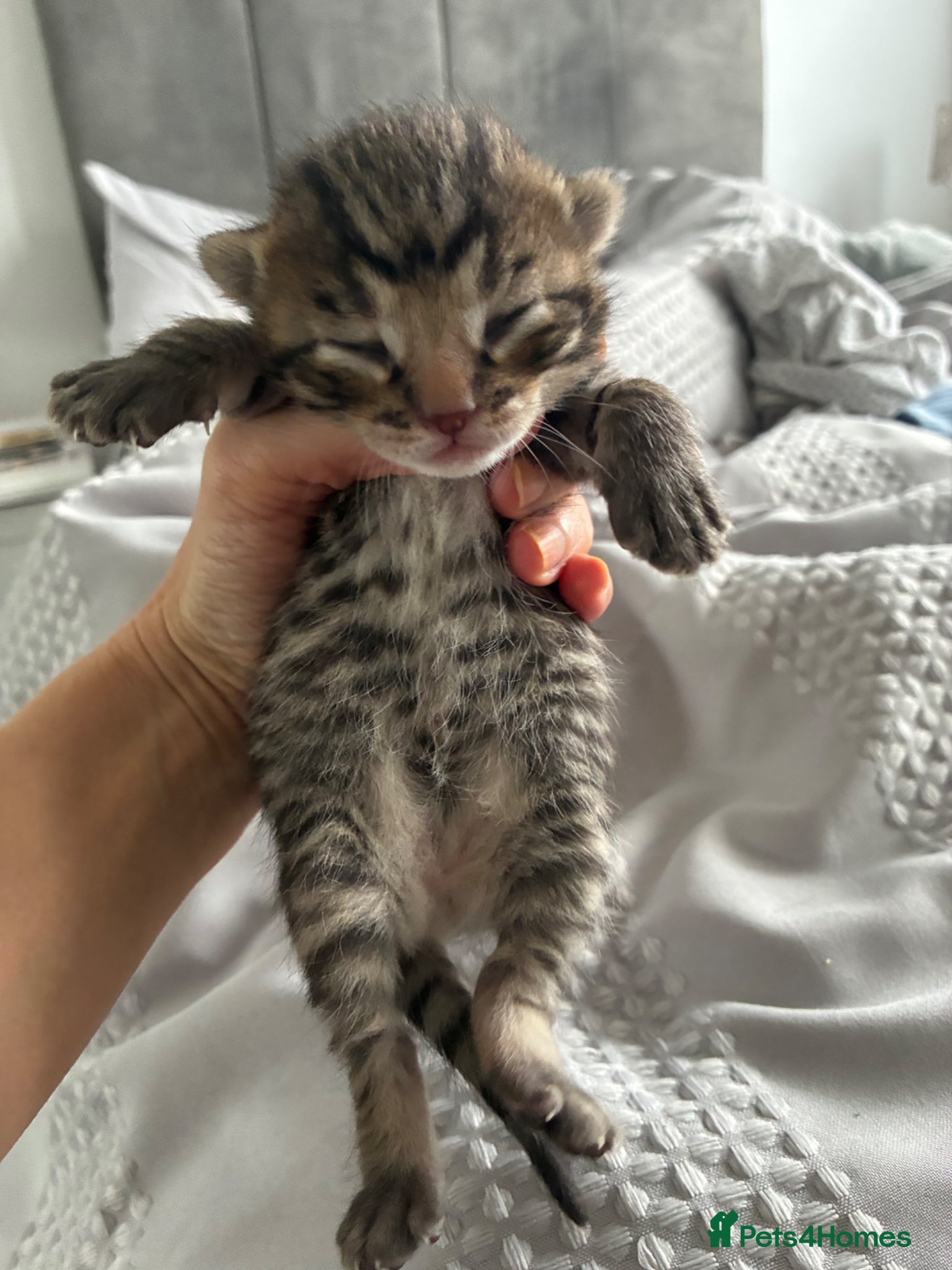 Bengal cats 5 Bengal x 1 snow lynx Bengal 4 brown spotted  - Advert 8