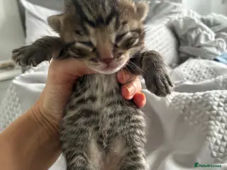 Bengal cats 5 Bengal x 1 snow lynx Bengal 4 brown spotted - Advert 8