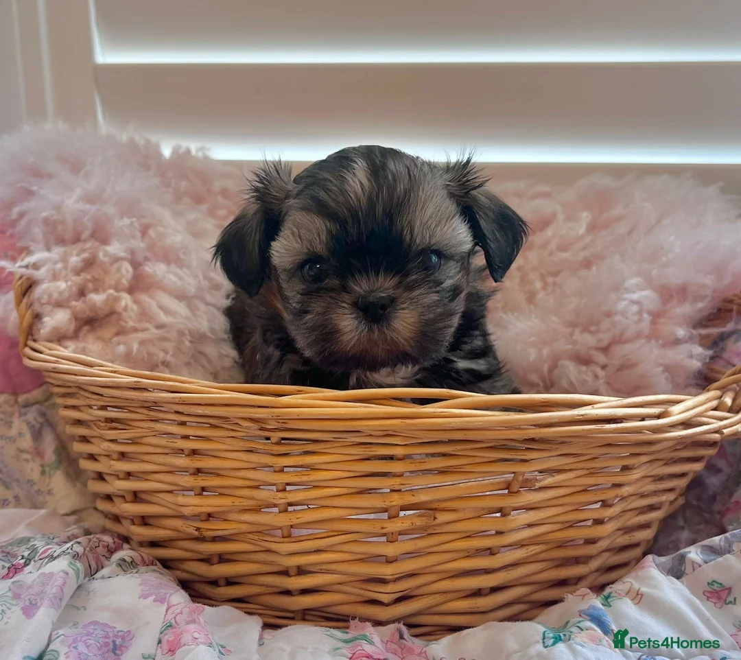 Shih Tzu dogs for sale: Imperial Shih Tzu puppies in Dorchester - Advert 10
