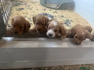 Cockapoo dogs F1 miniture cockapoo boys ready 16 July - Advert 14