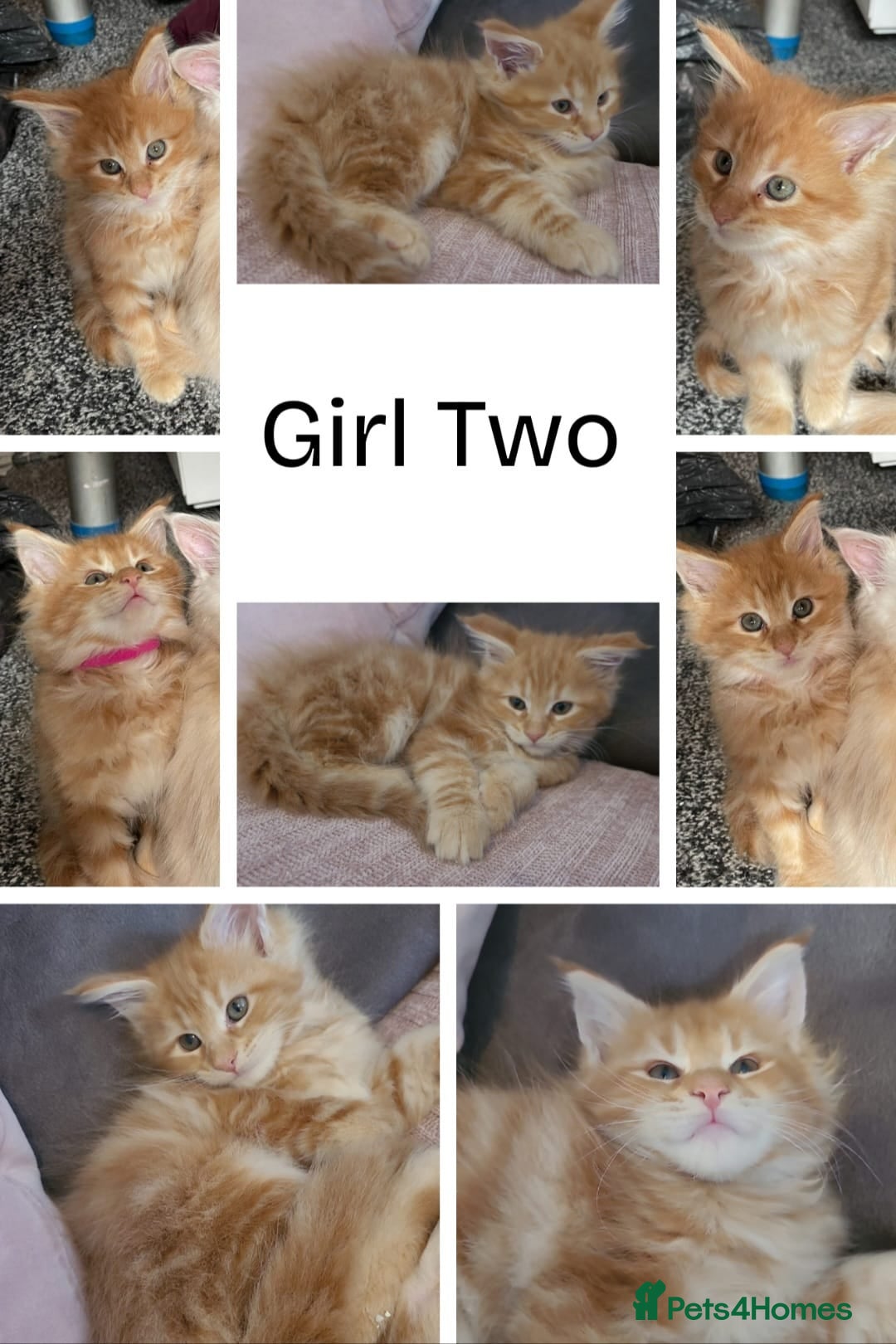 Maine Coon cats for sale: Ginger Maine Coon Kittens  - Advert 4