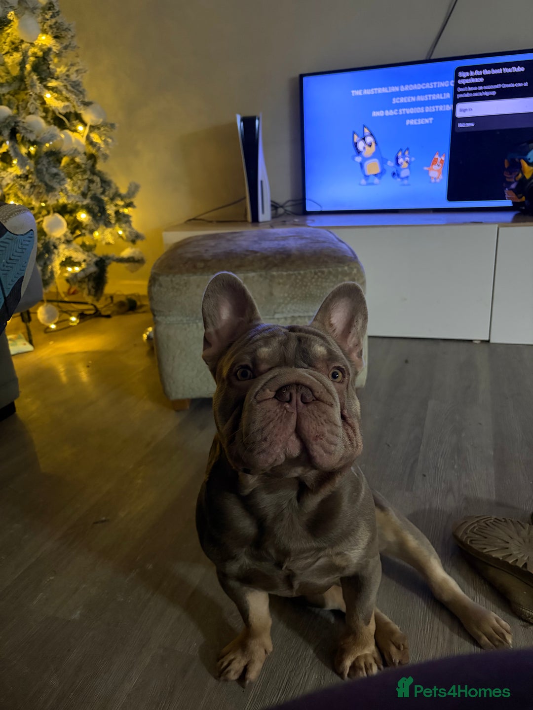 French Bulldog dogs for stud: Mr Shady Boy⭐️ - Advert 2