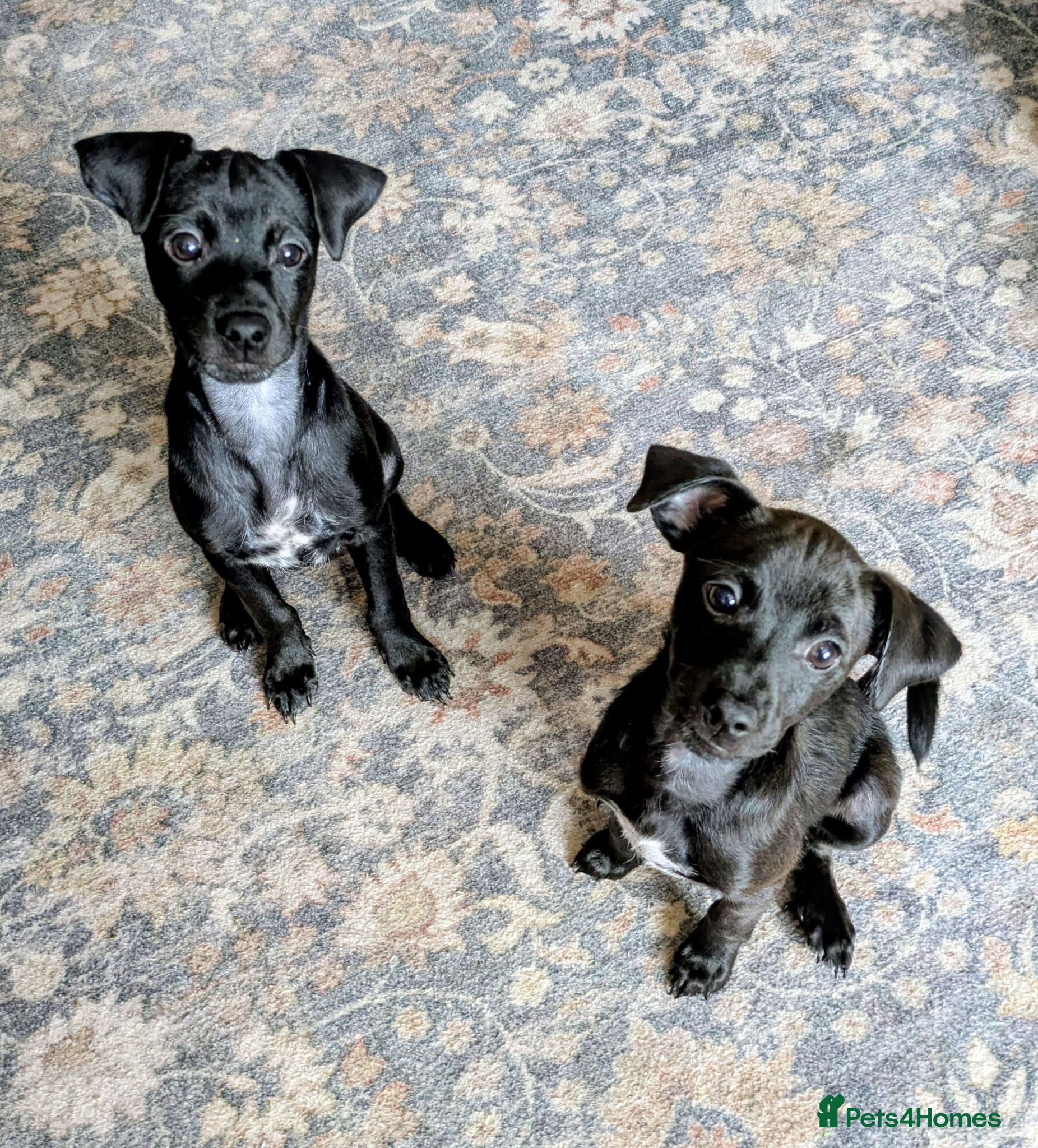 Mixed Breed dogs F1 jackain last 2 boys 1st vaccination done - Advert 1
