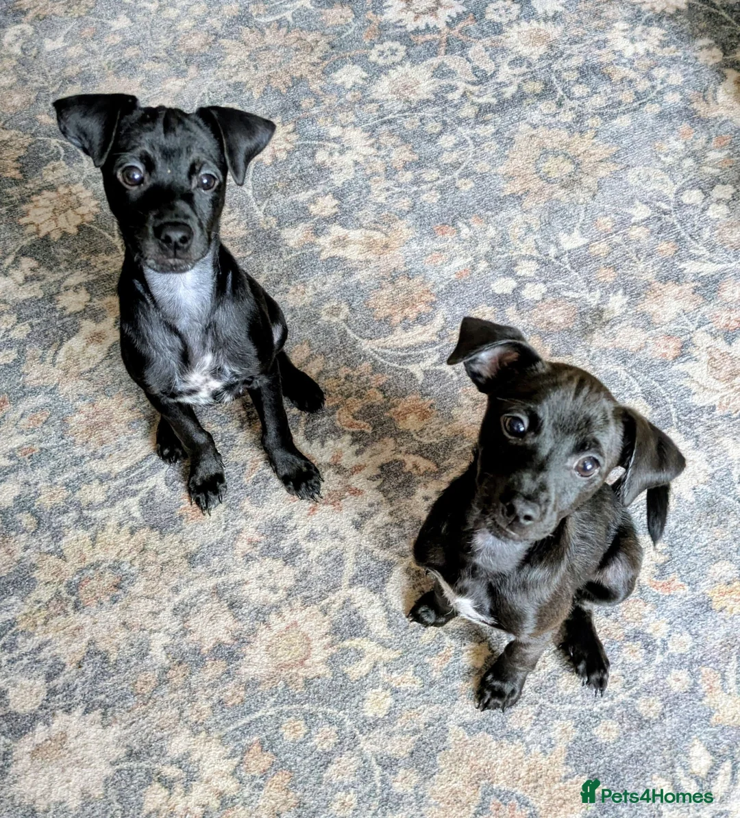 Mixed Breed dogs for sale: F1 jackain last 2 boys 1st vaccination done - Advert 1